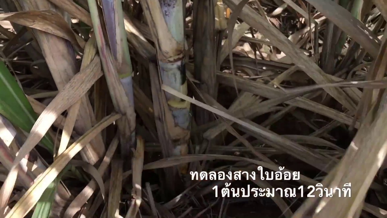 ทดลองสางใบอ้อยอายุ6เดือน