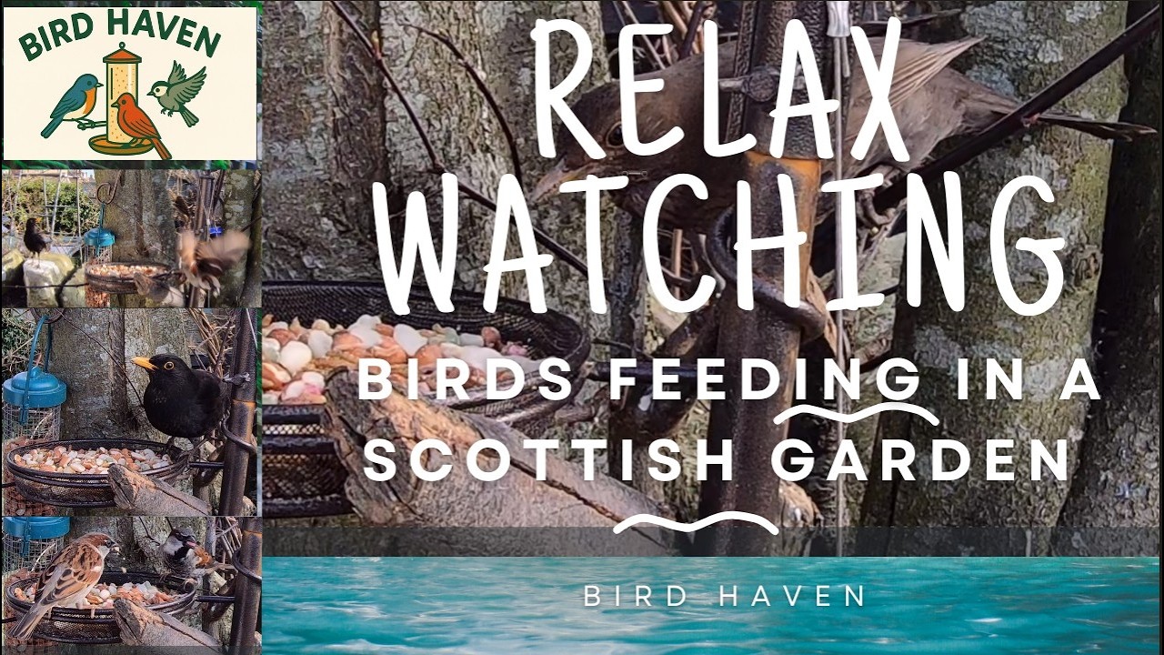 Birds feeding in a Scottish garden