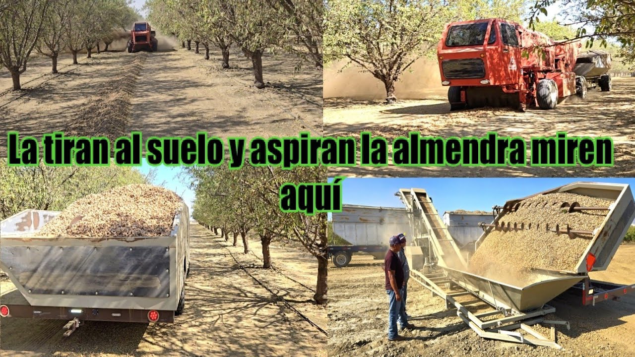 Como Es el proceso de cosecha de almendra Aquí en california así es como se ase amig@s