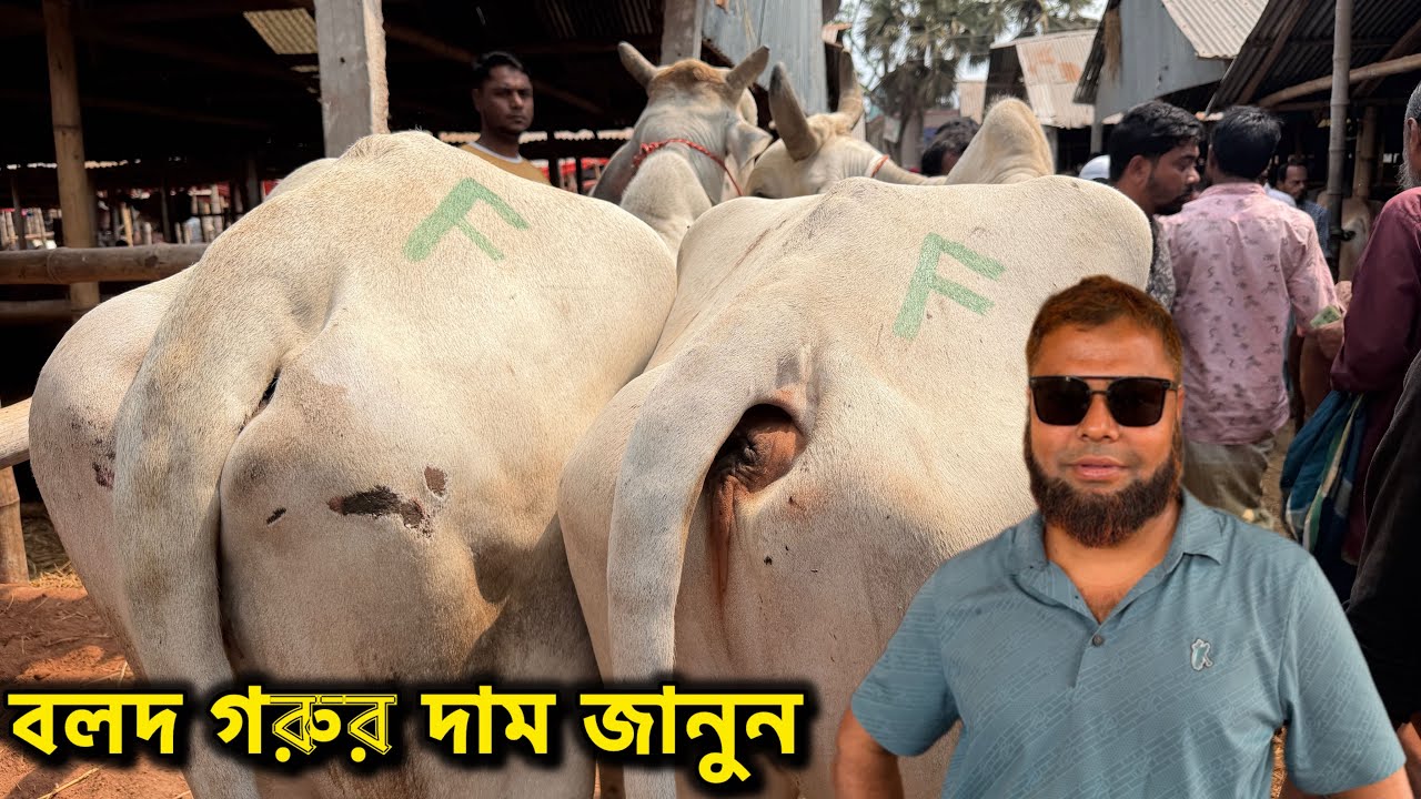 ২০২৬ কোরবানি উপযোগী বলদ গরুর দাম জানুন কুমিল্লার চান্দিনা বাজার থেকে । 