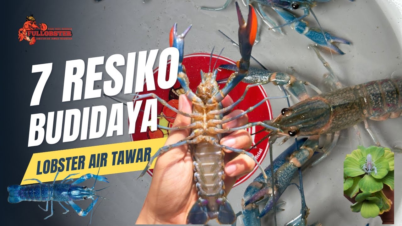 KENALI 7 RESIKO INI SEBELUM MEMULAI BERBUDIDAYA LOBSTER AIR TAWAR, PEMULA WAJIB PAHAM ?!!