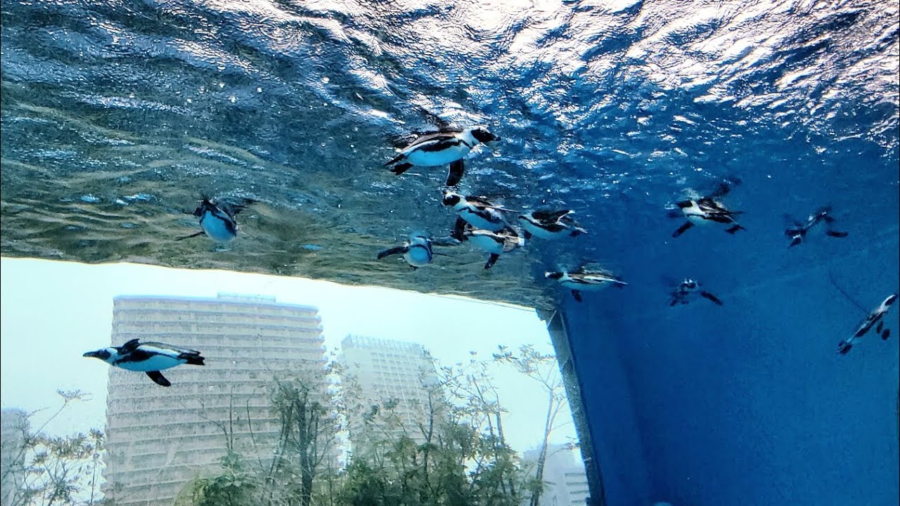 【2024東京EP.5】回台前造訪陽光水族館，飛在天空的企鵝好可愛！(媞5Y5M25D、喬3Y11M25D)