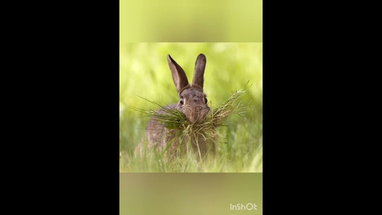 Бесіда спостереження за зайцем