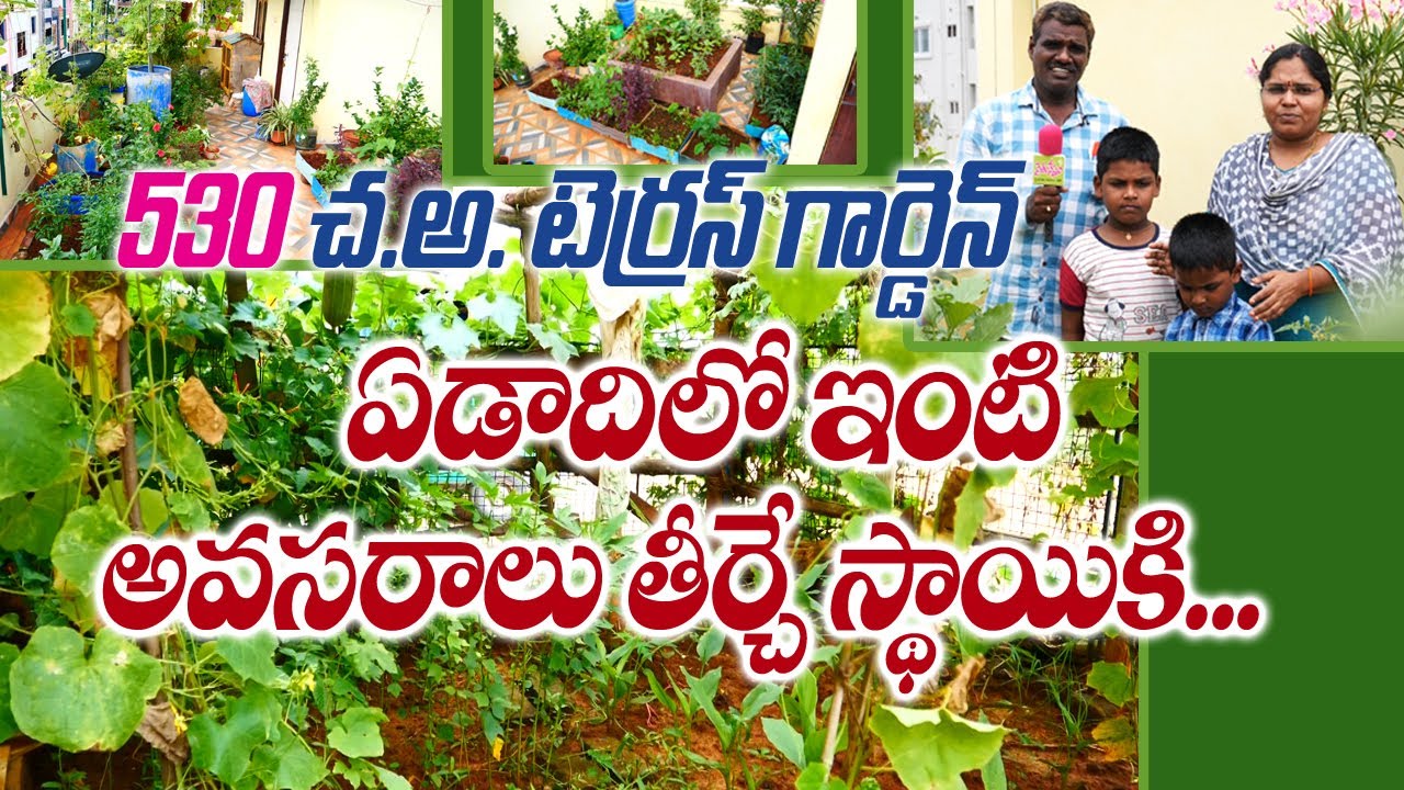 Inspiring Terrace Garden || వారానికి 3 రోజులు ఇంటిపంటలతోనే ఇంటి వంటలు || Sattibabu || Vijayawada