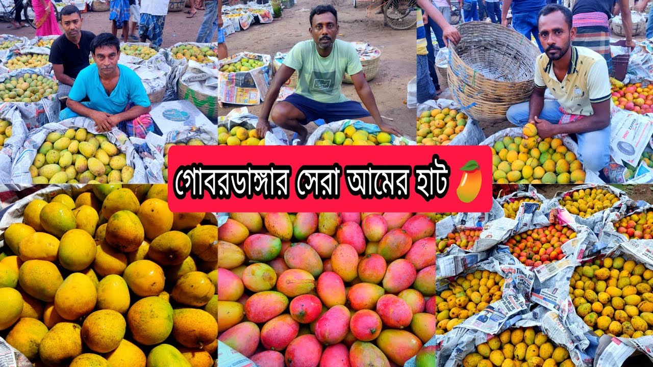 গোবরডাঙ্গার সেরা আমের হাট 😍 || Gobardanga Khantura Bazar Wholesale Mango Fruits Market 🤔 ||