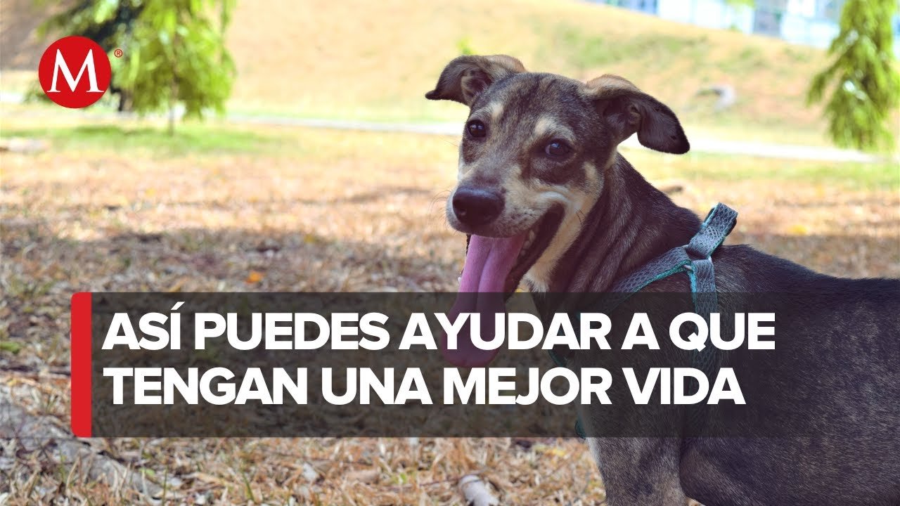 Elizabeth Vel&aacute;zquez pide apoyo para su refugio de animales | Solo por ayudar