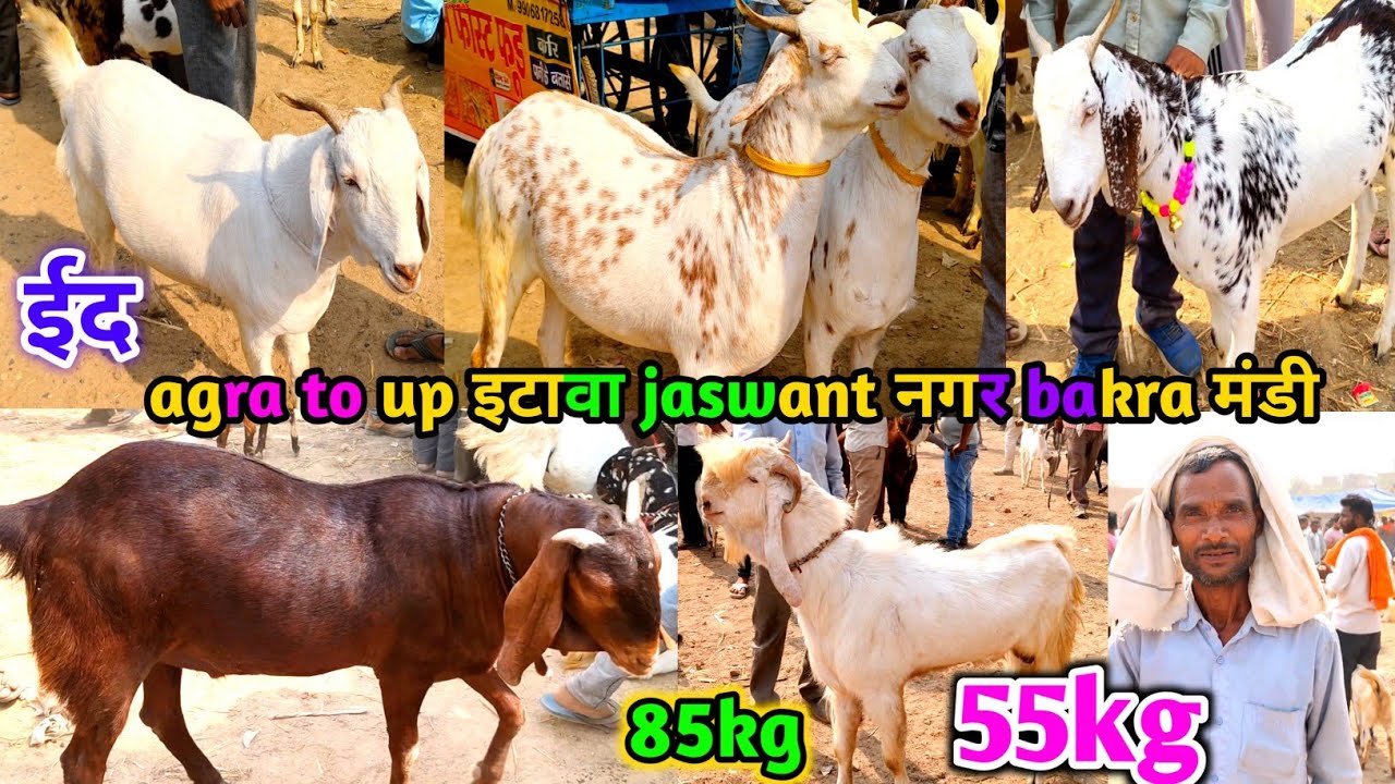 agra to up इटावा jaswant नगर bakra मंडी | 85kg 55kg 40kg ईद qurbani bakra zkd live April 9 2025