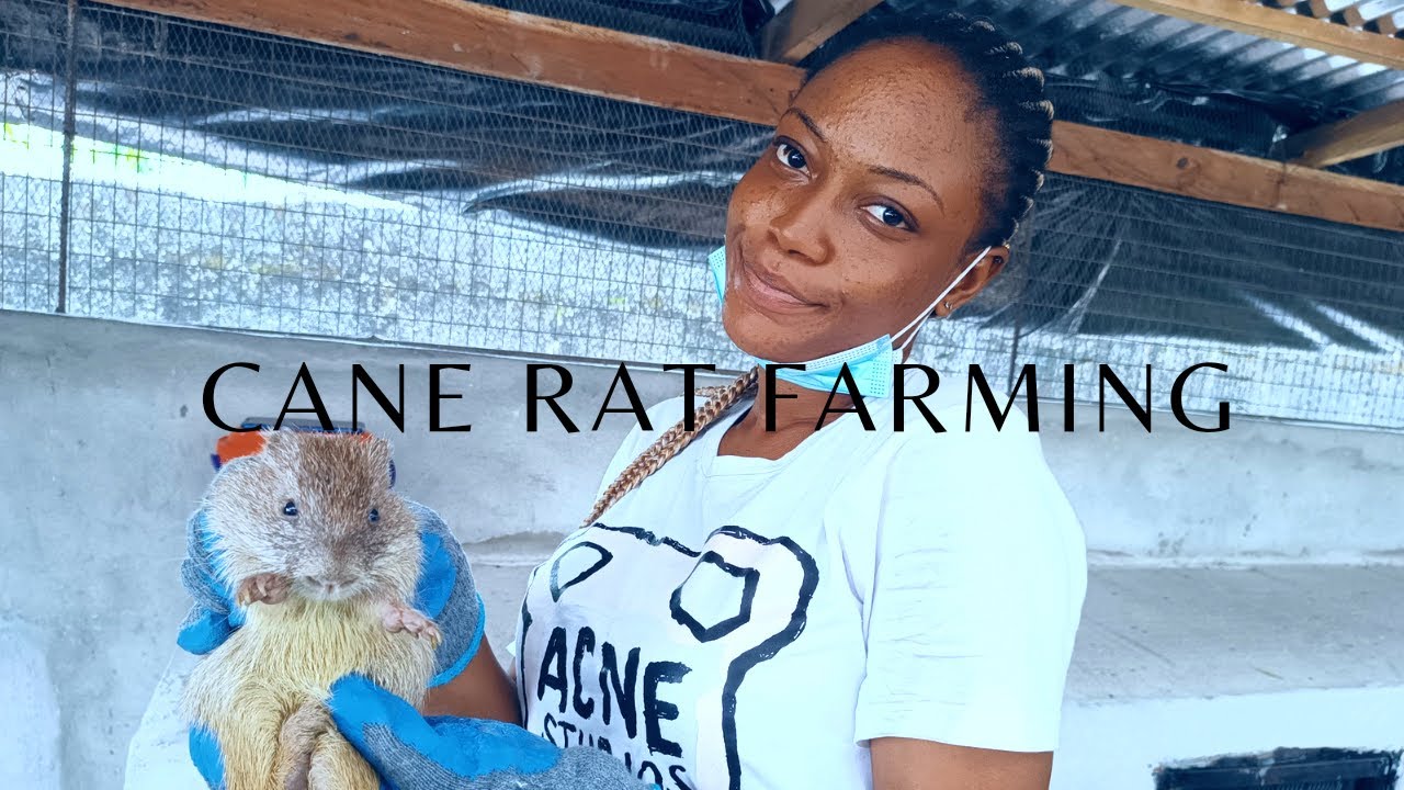 Rearing bush meat in Nigeria