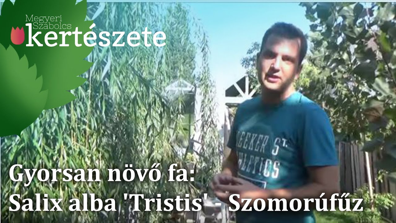 Gyorsan n&ouml;vő fa: Salix alba 'Tristis' - Szomor&uacute; Fűzfa
