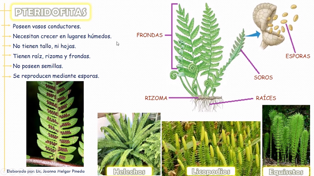 Reino Plantae