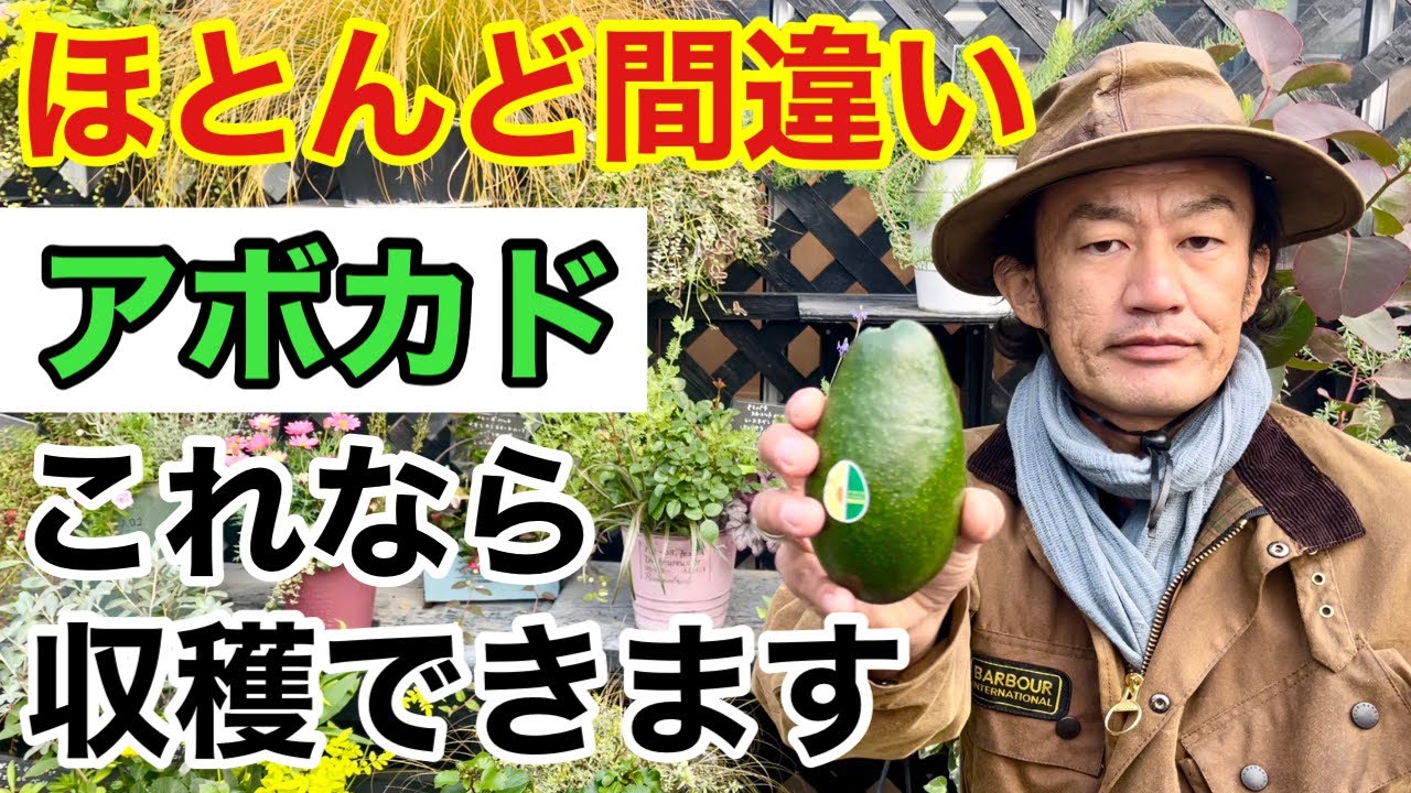 【目からうろこ】アボカドの賢い育て方教えます　　　　【カーメン君】【園芸】【ガーデニング】【初心者】