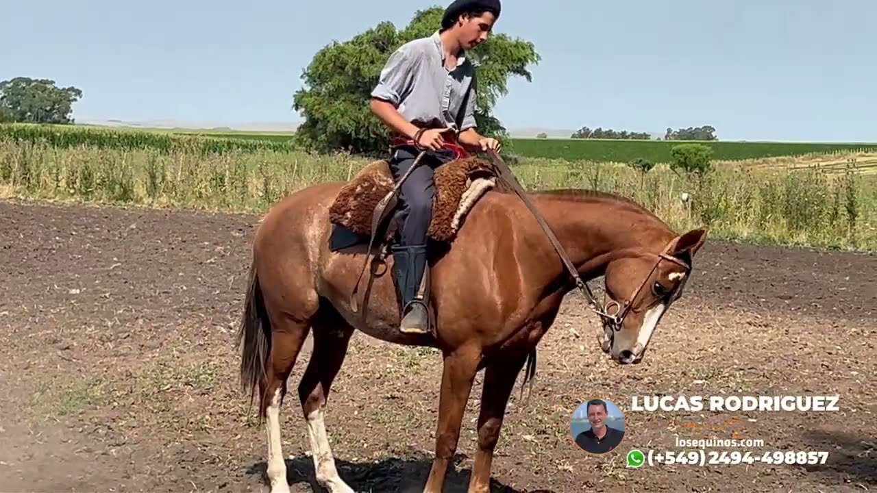 Yegua alazana overa mestiza buena $4.800.000 LOSEQUINOS.COM