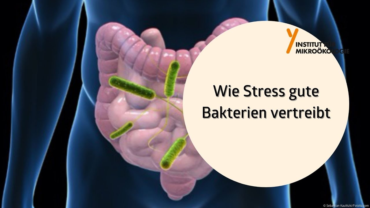 Wie Stress gute Bakterien vertreibt