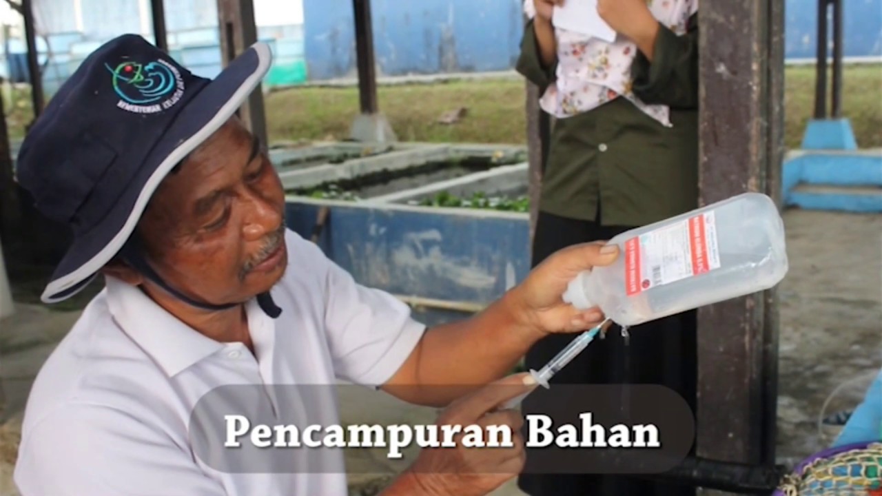 Pembenihan Ikan Nilem Secara Buatan