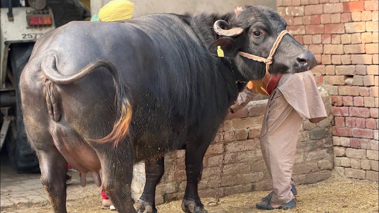 75890-92253,  ਘਰੇਲੂ ਮੱਝ ਵਿਕਾਊ ਪਿੰਡ ਜੇਠੂ ਕੇ ਰਾਮਪੁਰਾ ਬਠਿੰਡਾ