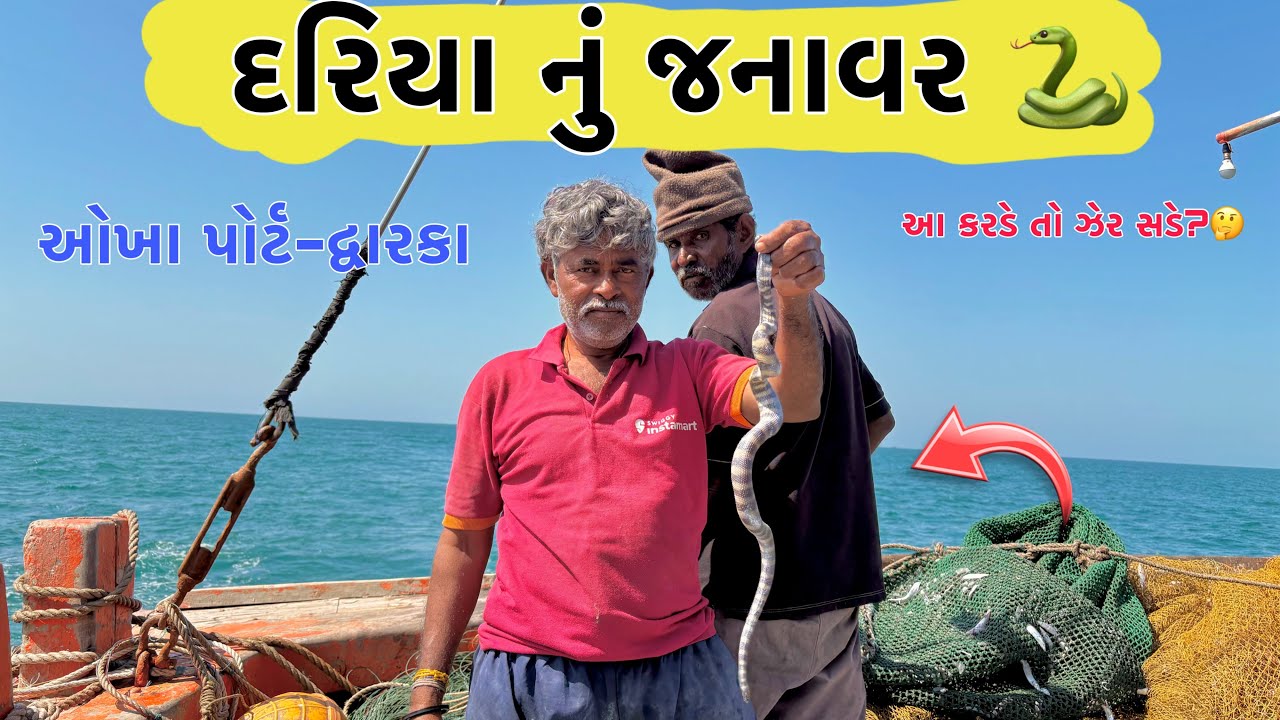 દરિયાનું જનાવર 🐍 || સુ આ કરડે તો ઝેર સડે 🤔 || દ્વારકા ||