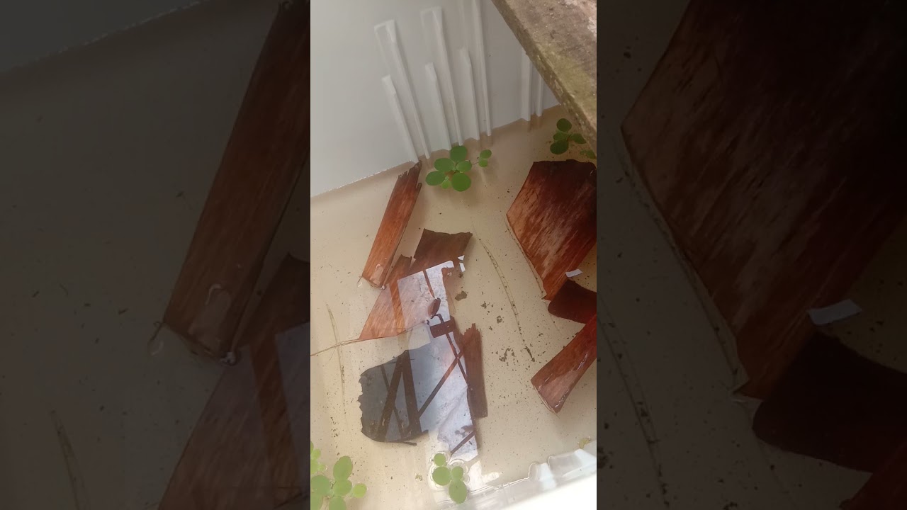 pemberian pakan burayak dengan pelet fengli 0 ikan cepat besar
