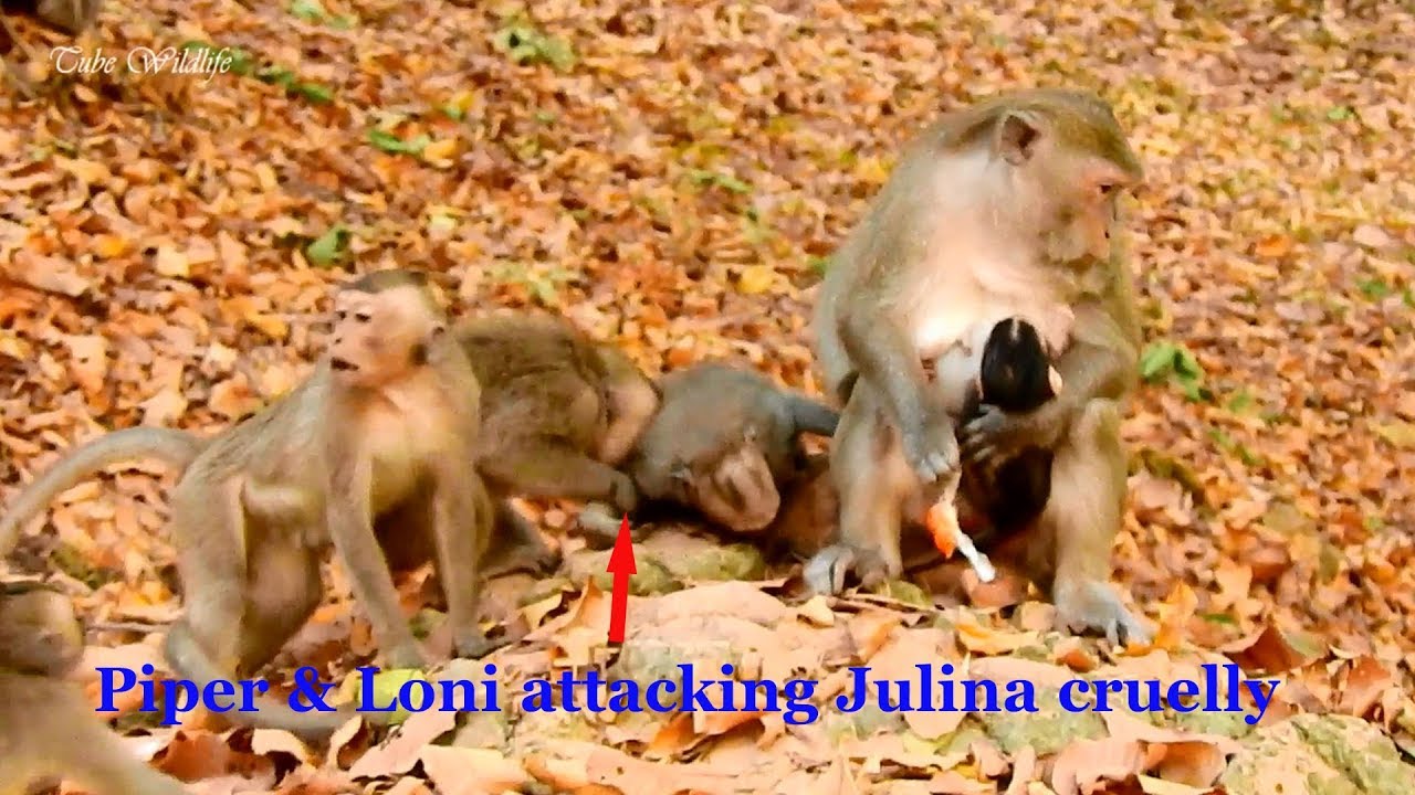 O.M.G! Extremely terrible monkey Piper & Loni cooperate to attack lovely Julina crying cruelly.