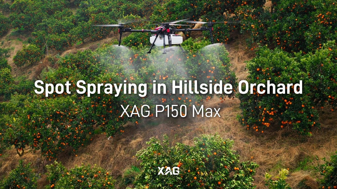 XAG Field Test | P150 Max Spot Spraying in Hillside Orchard