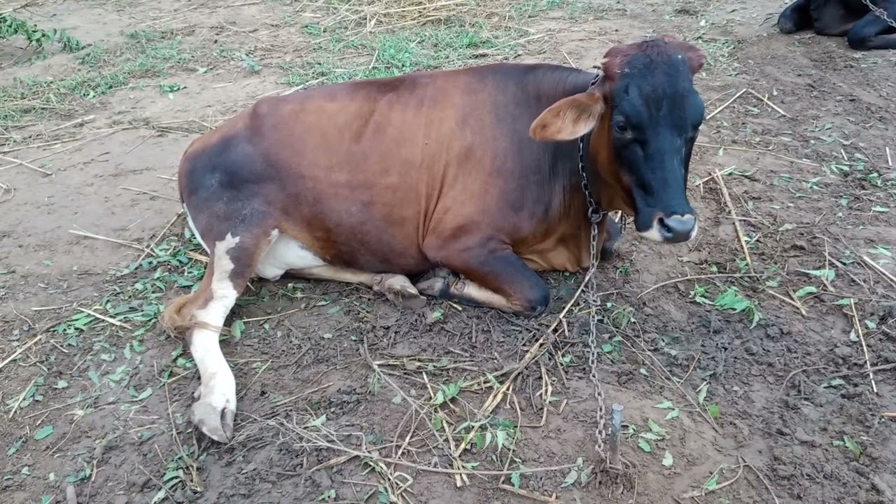 buffalo super videos | Amazing Buffalo |buffalo wildlife l Buffalo Videos #wildlife​​​​ #farming​​​​