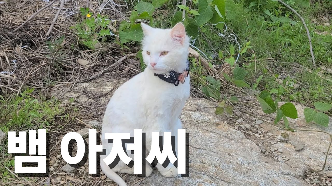뱀 잡으로 사냥 다니는 고양이 아저씨