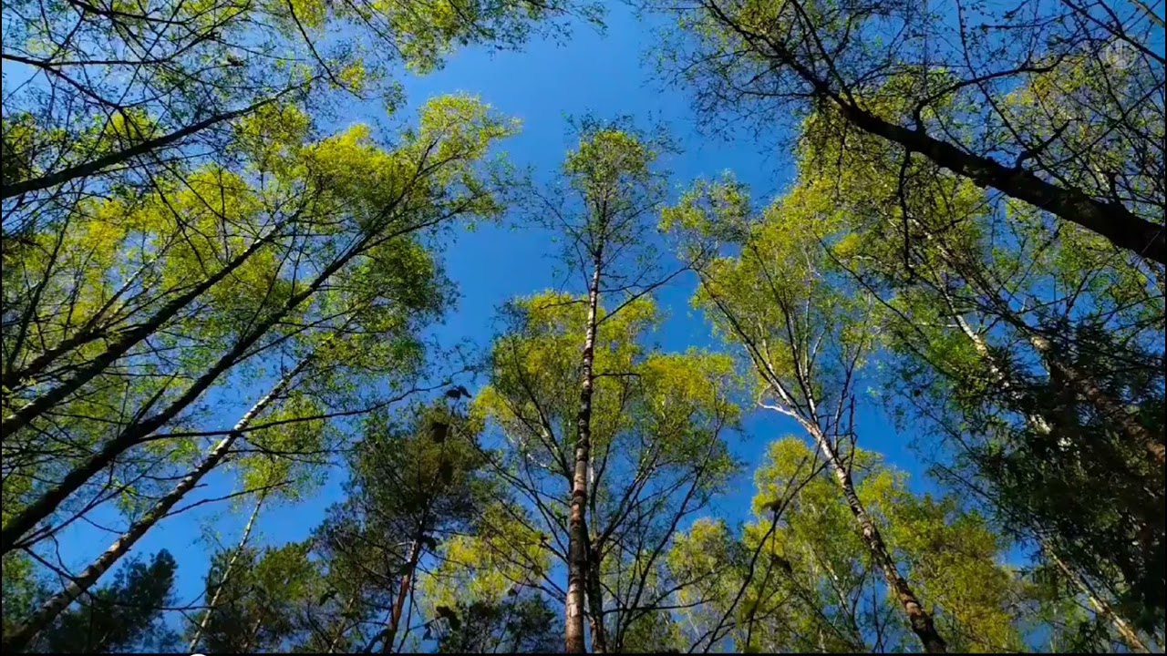 1 Hour Pure Forest Wind 🌲🌬️ | Leaves & Air Sounds for Deep Relaxation#whitenoise #foryou #trending