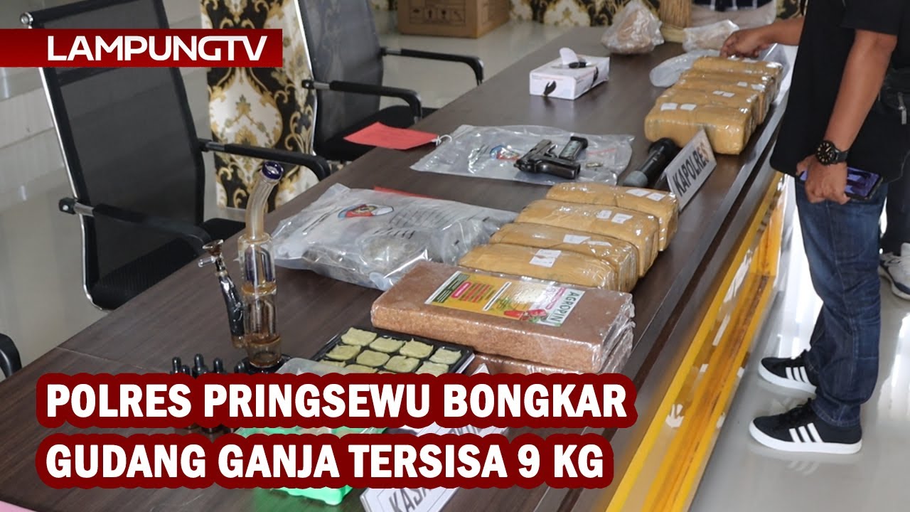 Polres Pringsewu Bongkar Gudang Ganja Tersisa 9 Kilogram