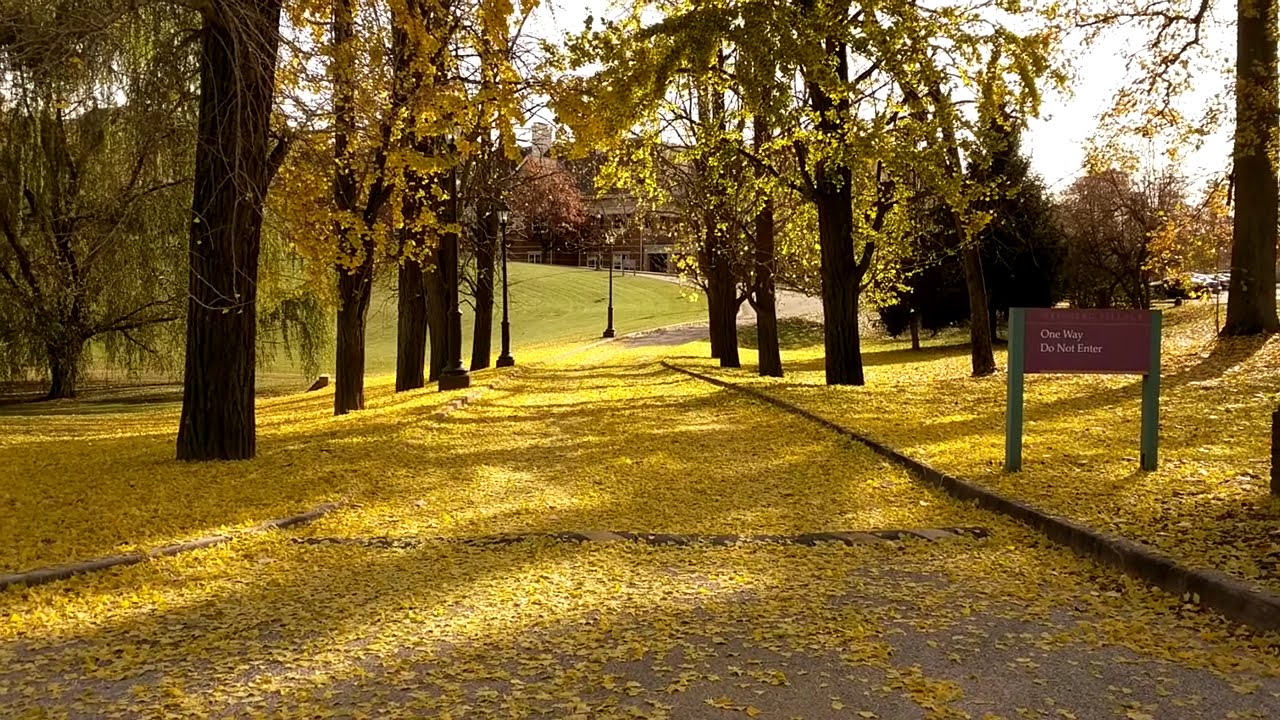 Leaves falling from ginkgo trees
