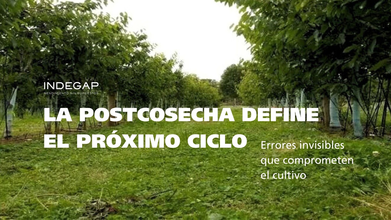 Errores de postcosecha que te dejan sin planta | La vid como caso real