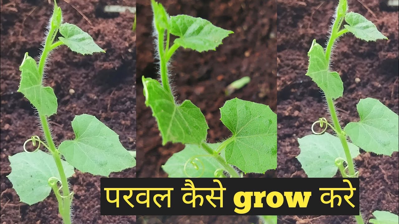 Parwal ki kheti | parwal poet mai kaise grow kare | parwal ka poudha | Green nature