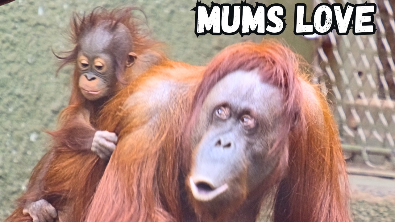 Unconditional Love: A Mother Orangutan And Her Adorable Baby!