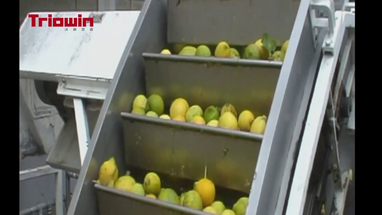 Citrus Processing Line - Triowin Intelligent Machinery