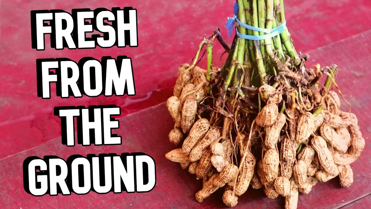 Freshly picked peanuts taste very different