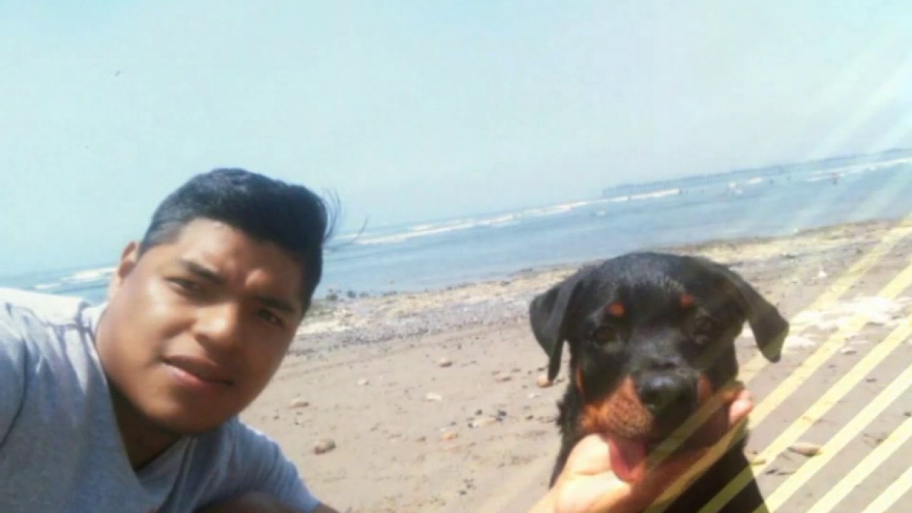 Mi rottwelier Drago chiclayo peru