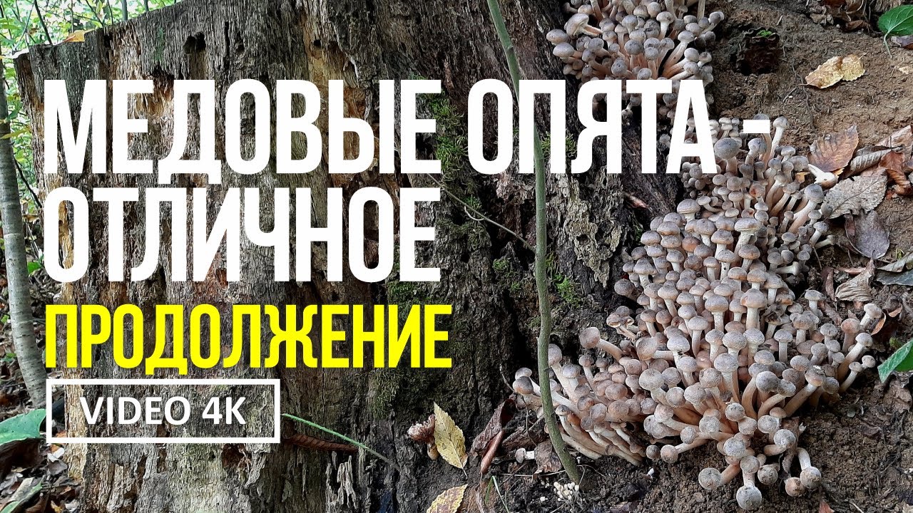 МЕДОВЫЕ ОПЯТА - ОТЛИЧНОЕ ПРОДОЛЖЕНИЕ !  24 октября 2024 года Сбор медового опёнка  Armillaria mellea