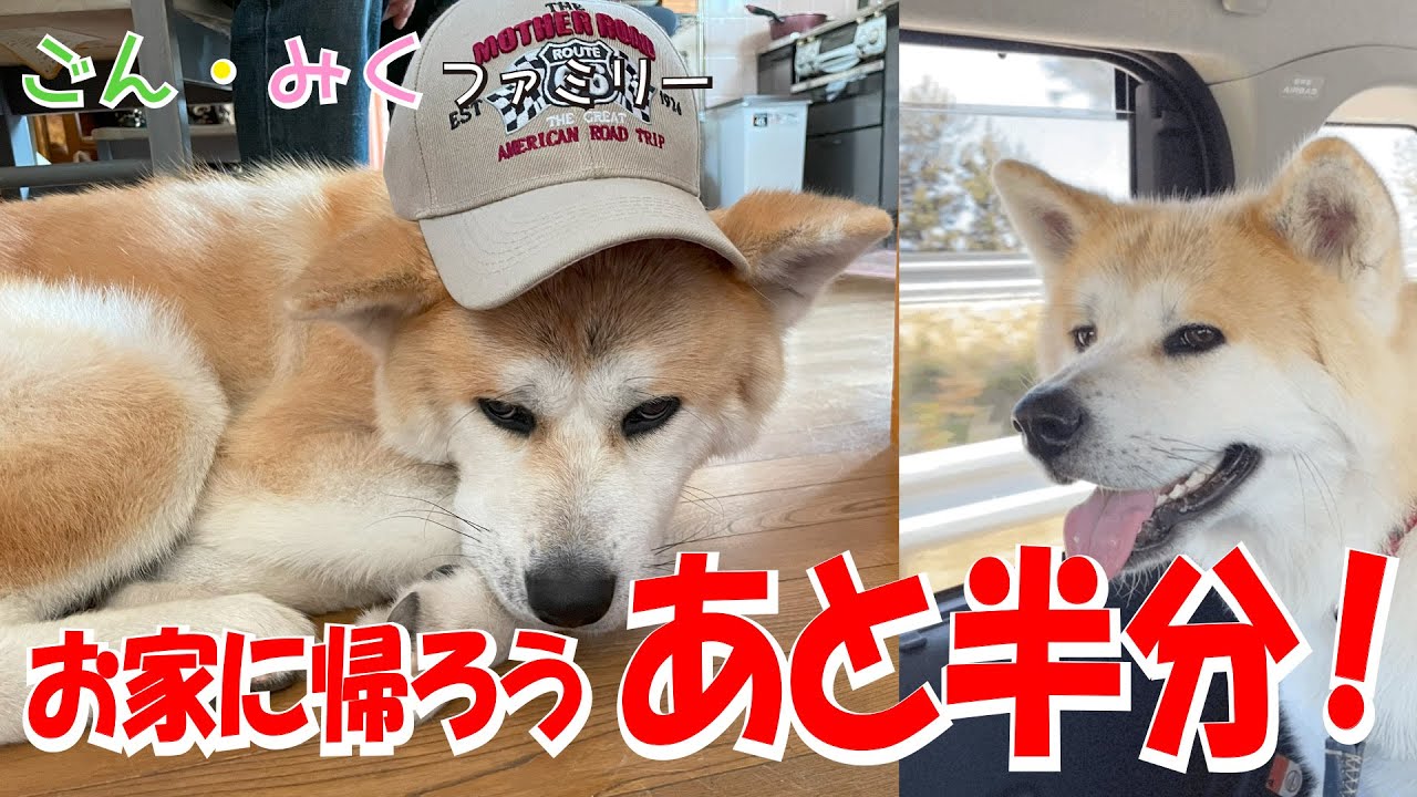 お家に帰ろう♪　あと 半分！　秋田犬【ゴン太】