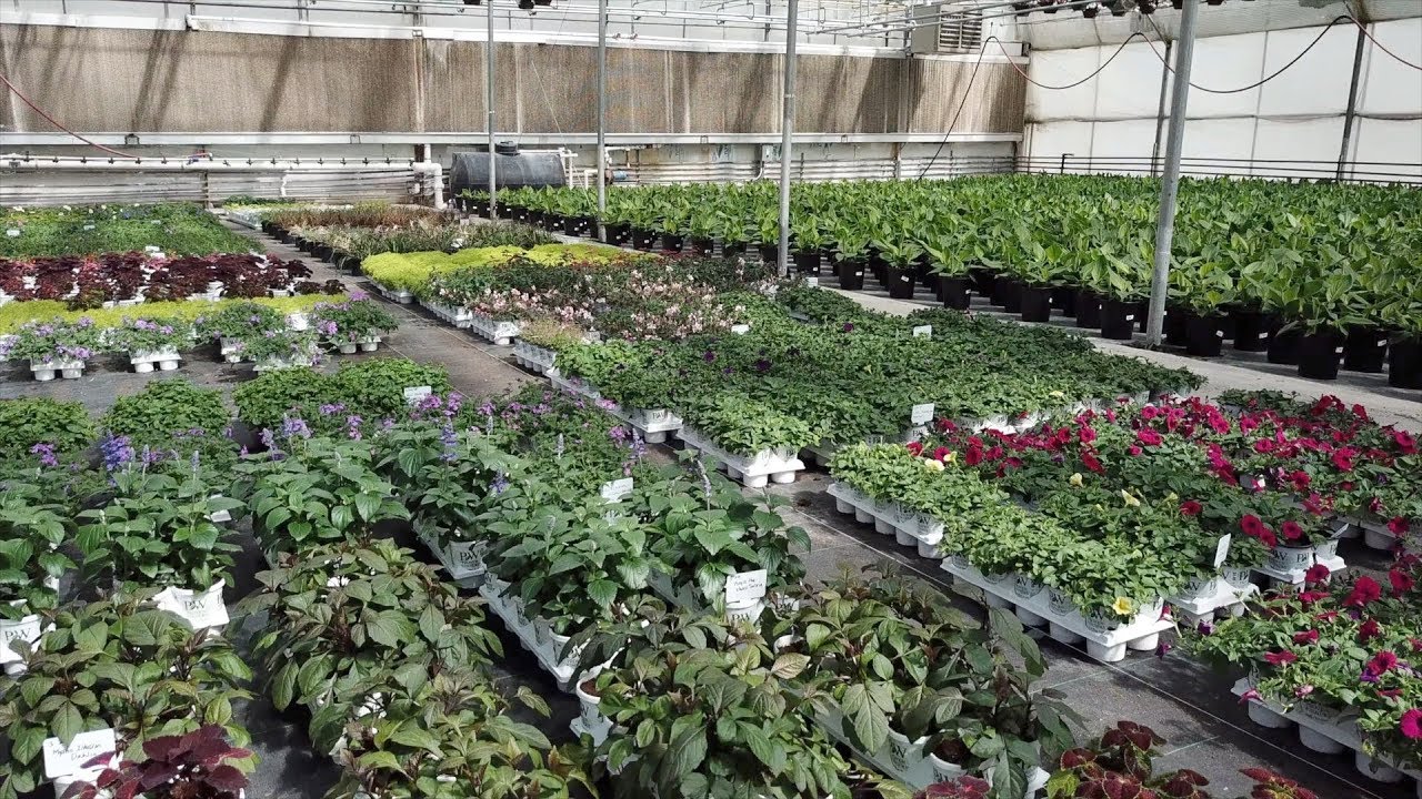 Picking up annuals! 😍🌿🙌// Garden Answer