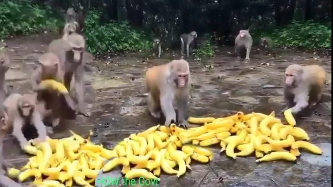 Animals Stealing Food Compilation &ndash; Monkeys STEALING Food  (Funny & cute animals Compilation)