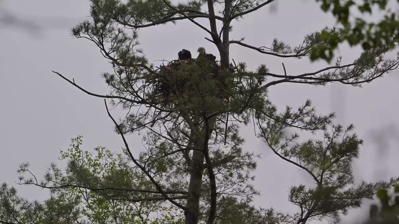 Nesting Bald Eagles, Maplecrest, New York 22 May 2025