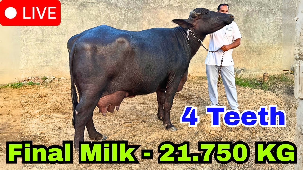 Live 1st Milking 🔴 Super Quality 4 Teeth, 1st Timer, Village-Dhabi Kalan, Fathabad. Dr.Anil Beniwal