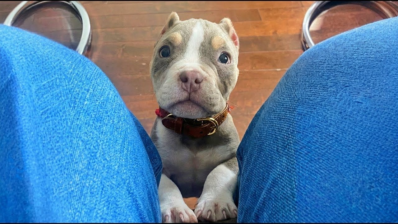 Blind Bully Finally Meets His Little Brother | Pet Friends