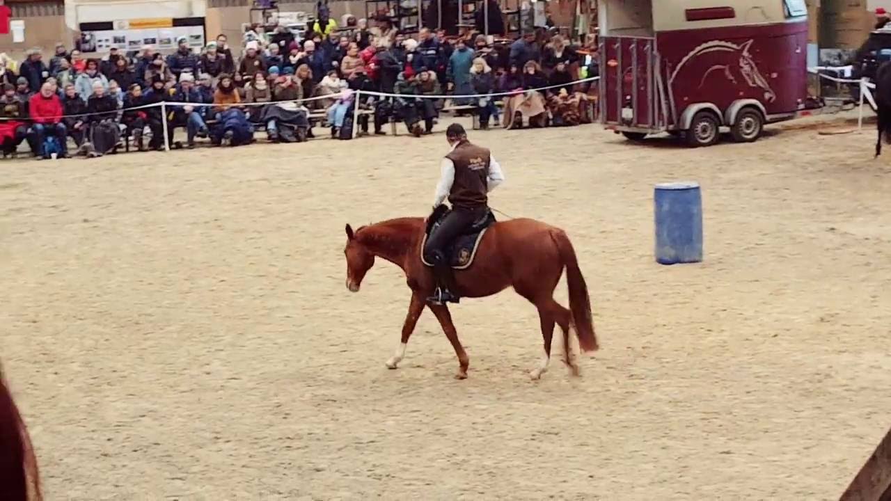 Walter Gegenschatz | Freestyle und Finesse | Parelli Tournement 2016