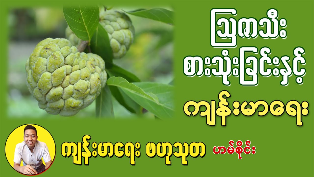 သြဇာသီး စားသုံးခြင်းနှင့် ကျန်းမာရေး -  Health Benefits of Sugar Apple