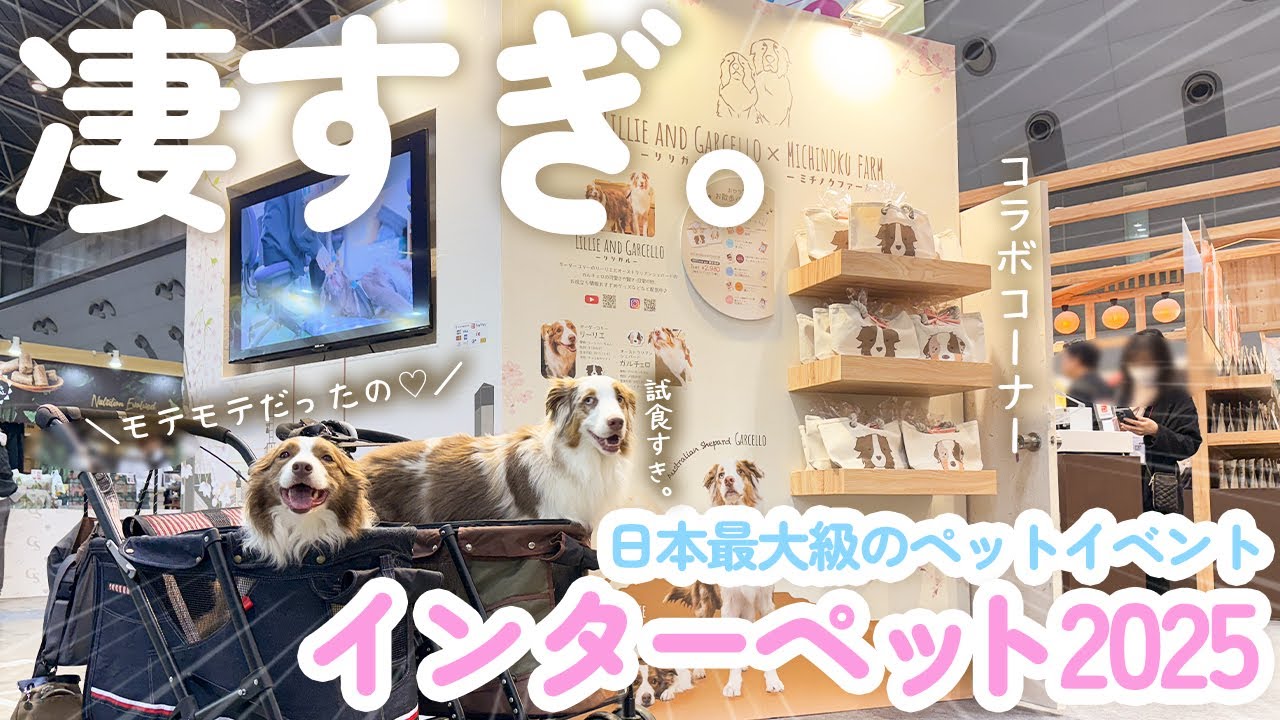 【インターペット2025】日本最大級のペットイベントに行ったら凄すぎた！！モテモテの人気者になったリリガルです♡【ボーダーコリー・オーストラリアンシェパード】