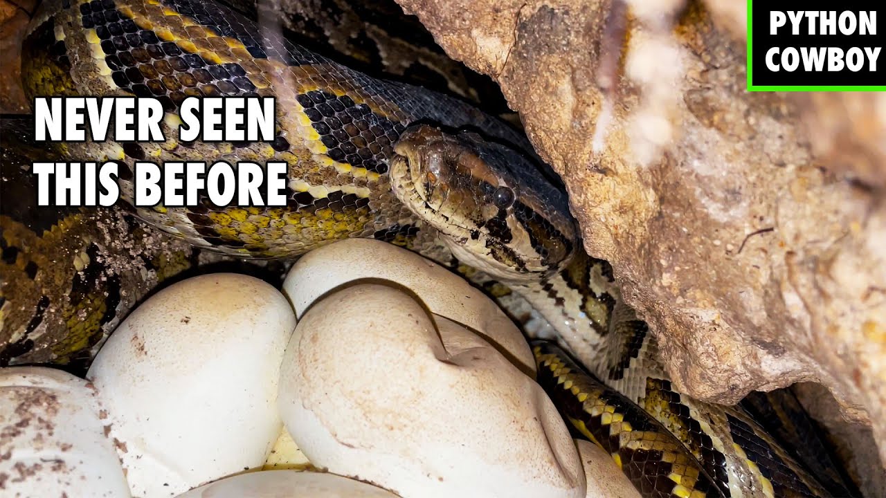 This Python Season Was Unlike Anything We’ve Ever Seen in the Florida Everglades