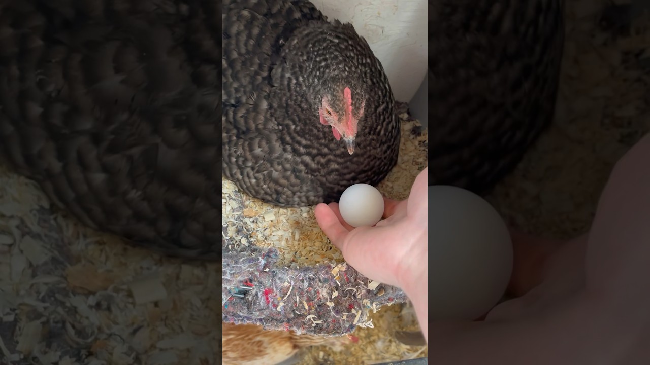 Day 3 of giving random things to my broody hen #shorts #chickens #farm #funny #cute #animals #eggs