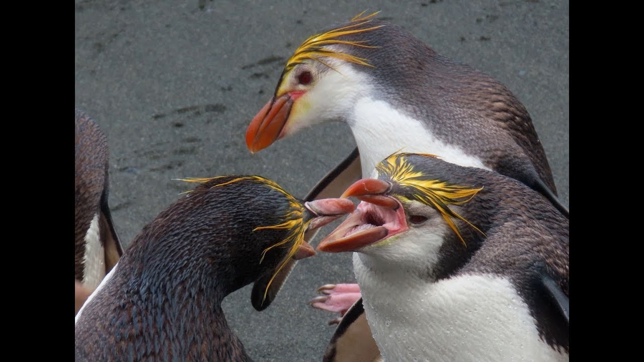 MACQUARIE ISLAND, Australia (Part 2)