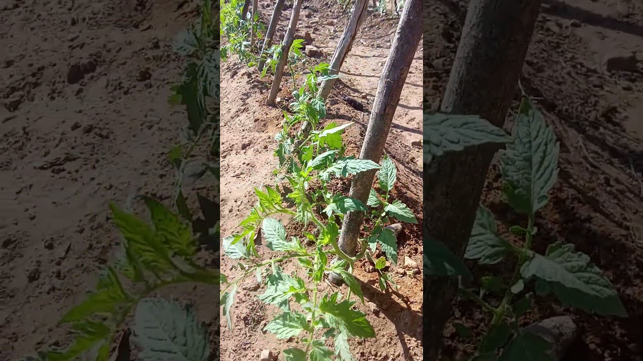 A importância do tomate na estaca envarada.