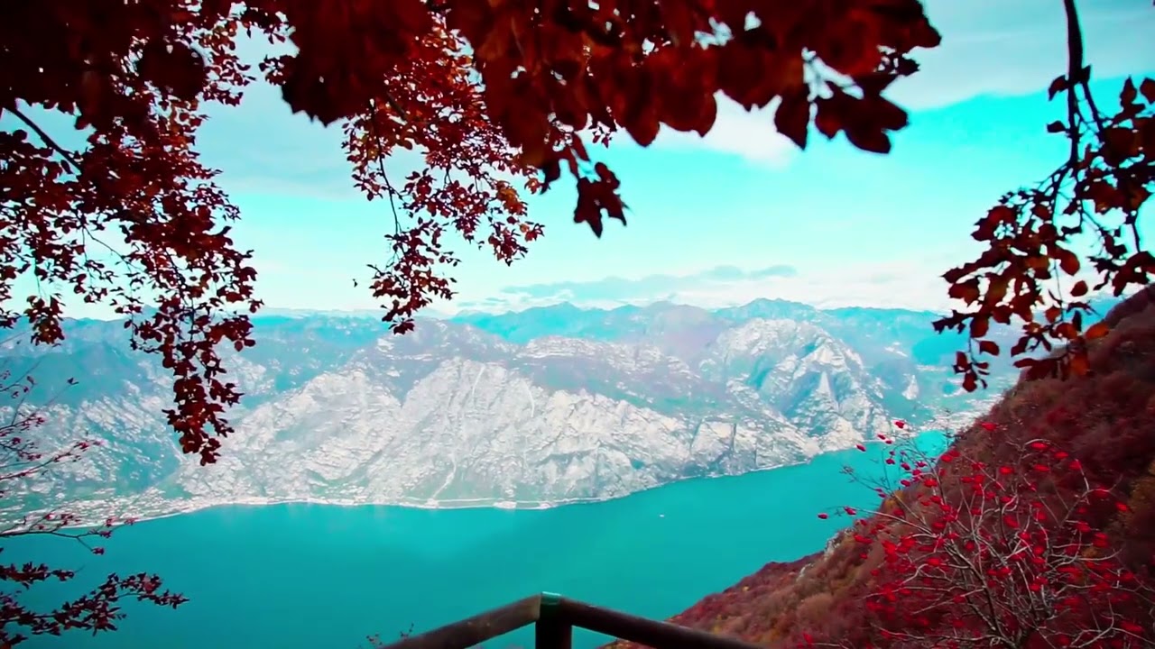 Woodland Serenity: Cinematic Journey with Soothing Music 🌿🎶 #NatureCinematics #SoothingSounds