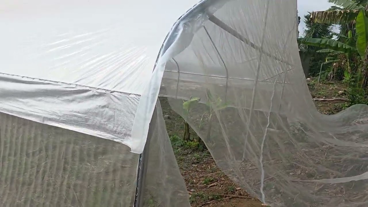 Just concluded Green house for our forth coming Pepper 🌶 #farming#agriculture#viravideo #viralvideo